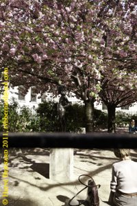 Cerisier à fleur, (c) Hervé Bernard 2011