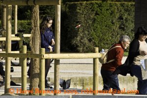 Le Jardin des Tuileries