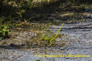 caméléon picador / cameleon picador