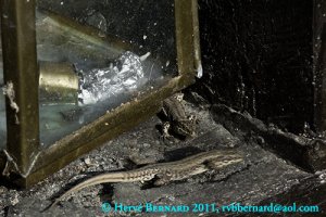 (c) Hervé Bernard 2011