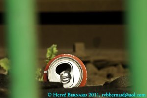 canette, photographie Hervé Bernard 2011