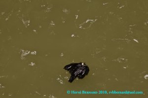 La mort, photographie Hervé Bernard