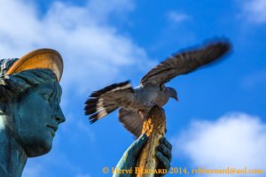 Le Fauconnier / The Falconer