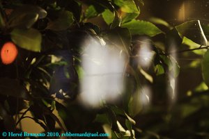 Photographie Hervé <span class="caps">BERNARD</span> 2010