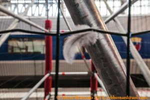 Take flight or departure / Envol ou départ