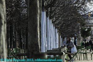 Graphisme arboricole