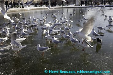 - Le Jardin des Tuileries, <br>a perspective