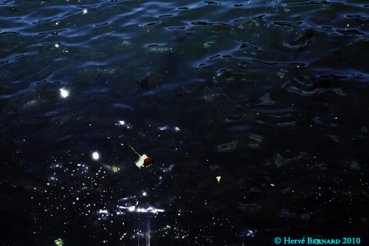 - L'Ecume de la Terre I