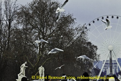 La grande roue vue depuis le Jardin des Tuileries photo Hervé Bernard